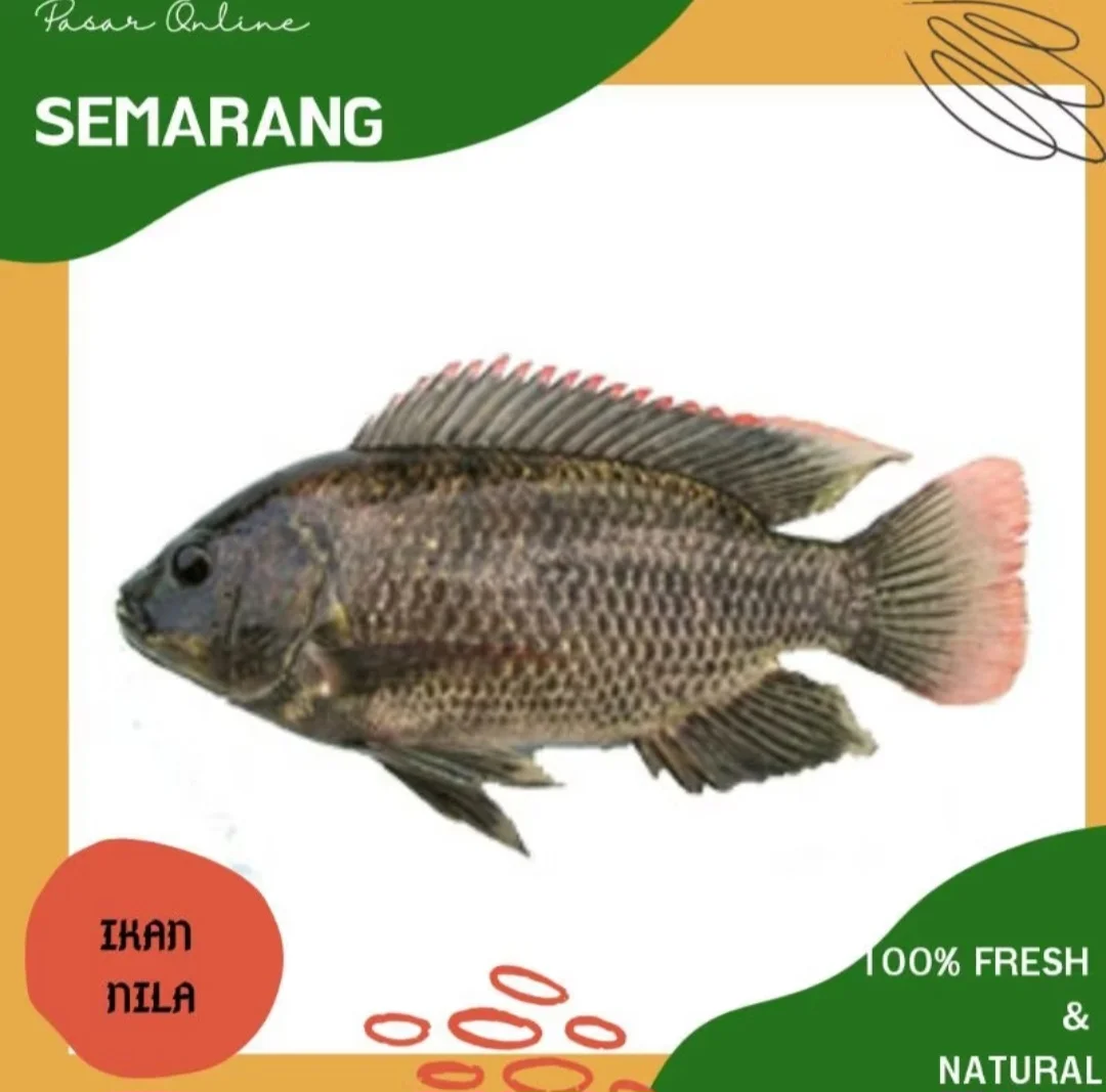 Munjahir