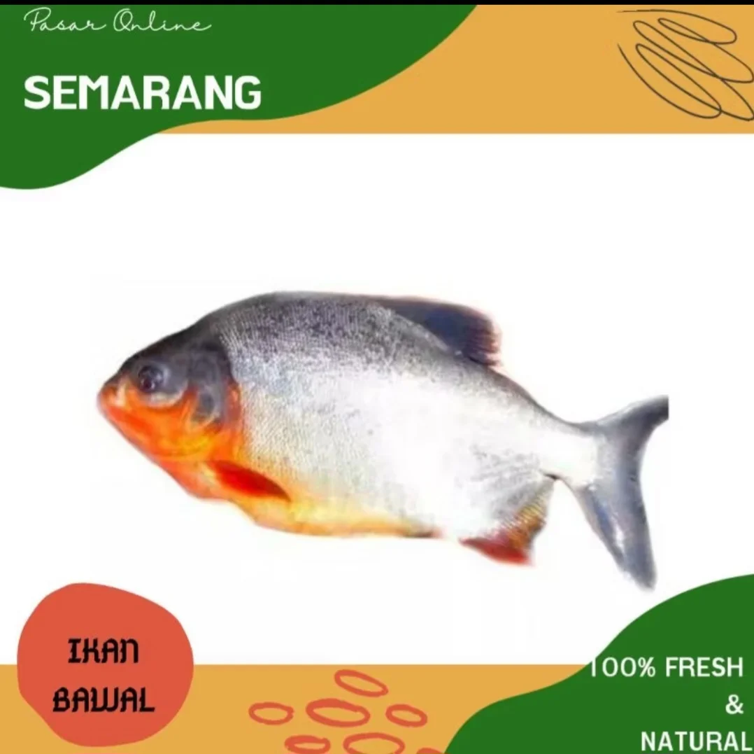 Bawal