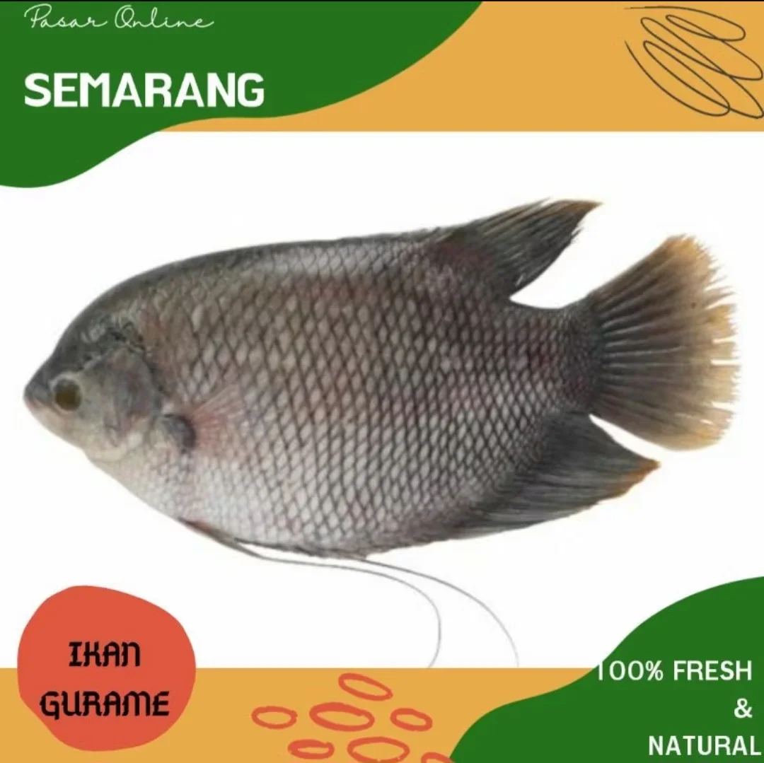 Gurami