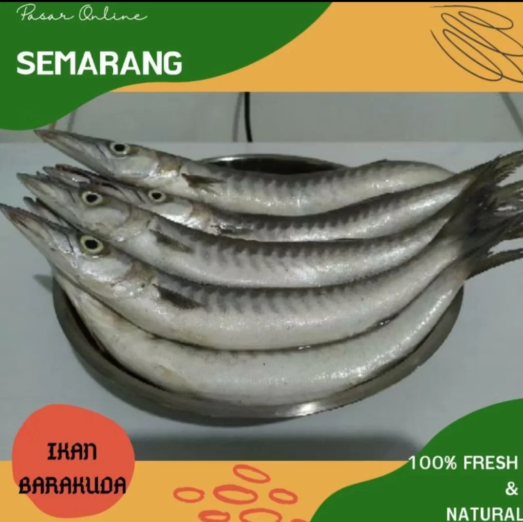 Barakuda / Trunul