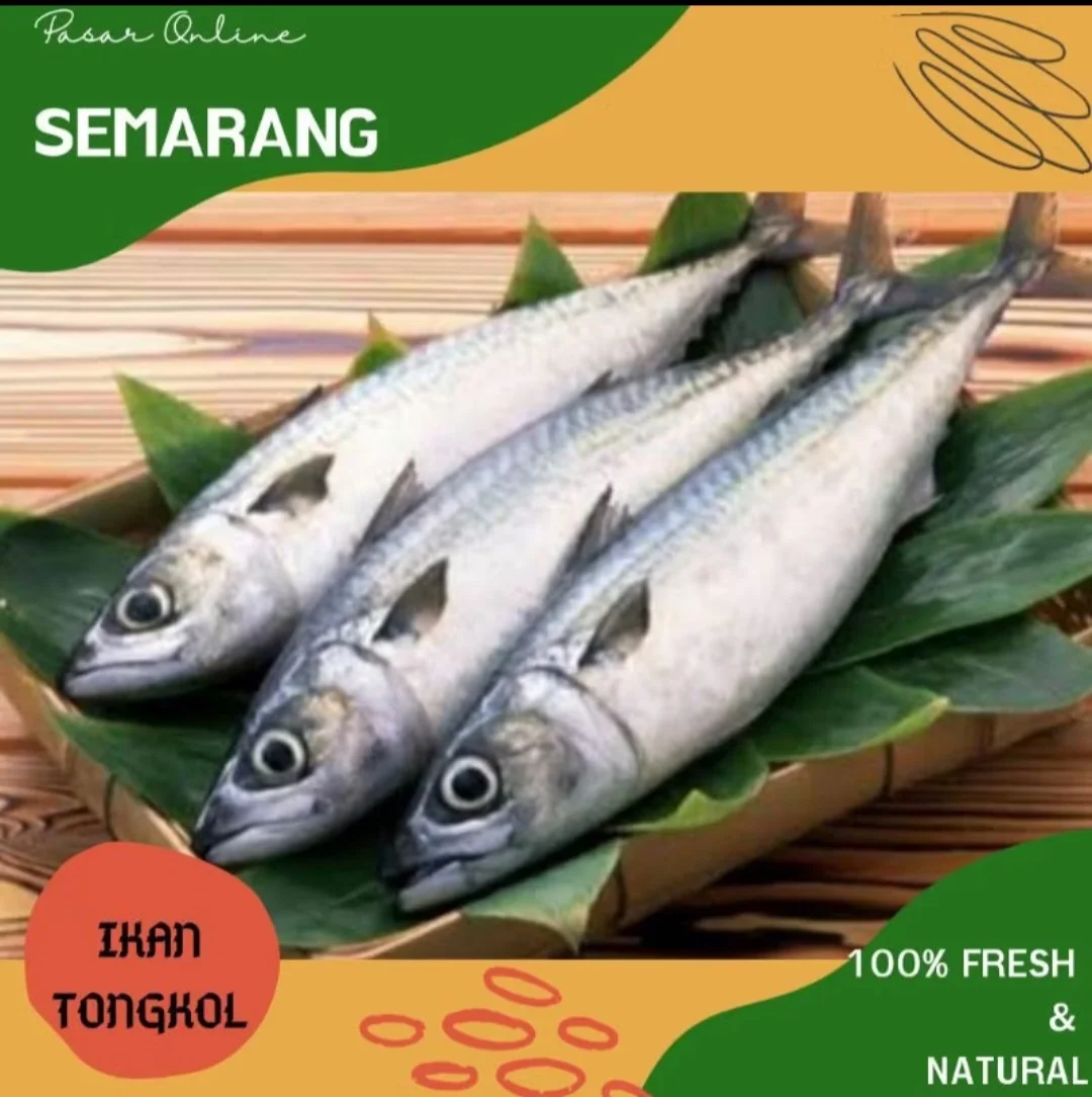 Tongkol