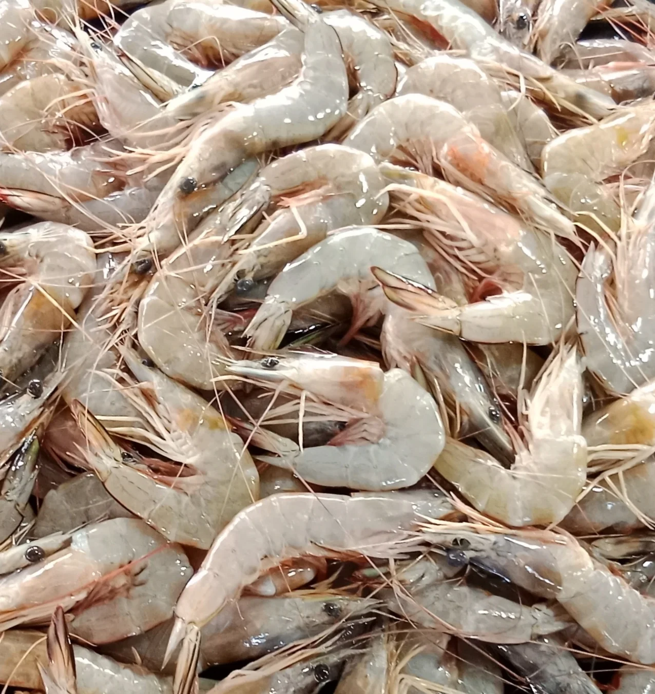 Udang Kecil