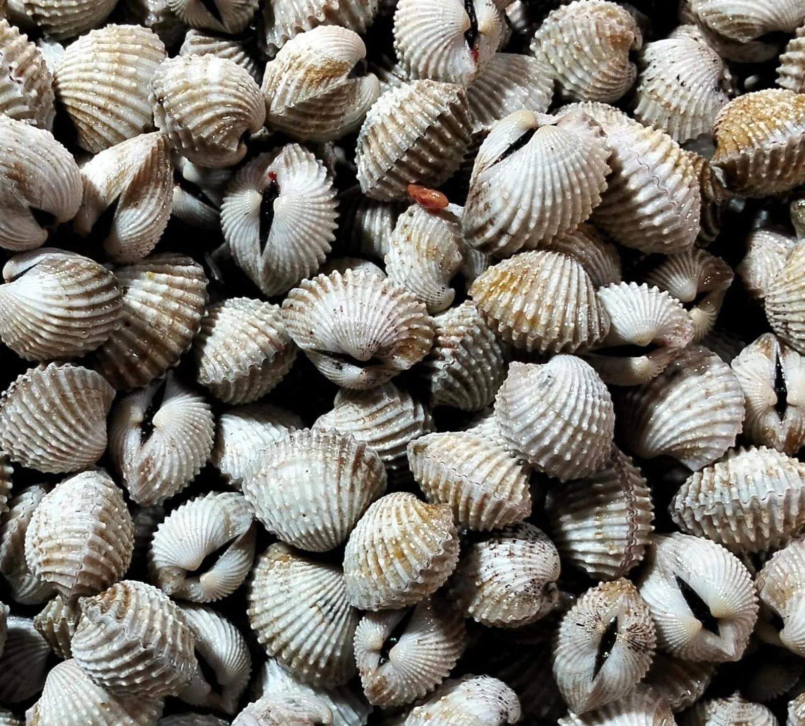 Kerang