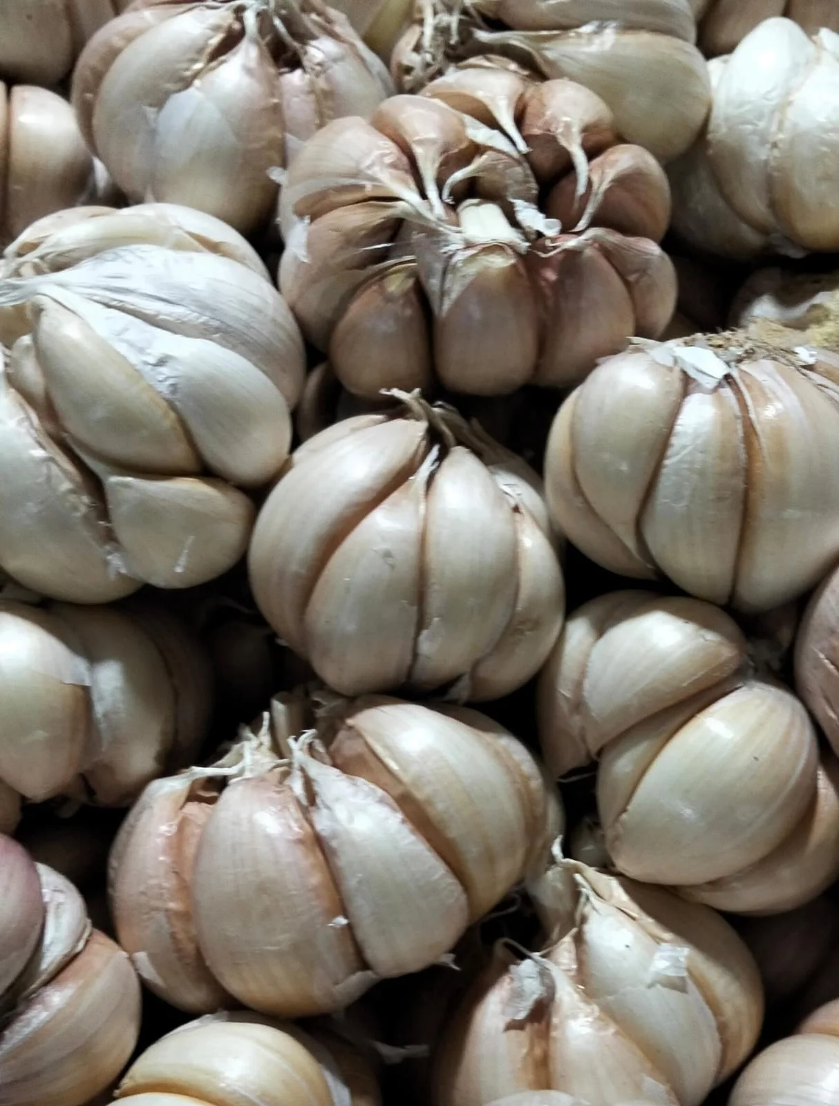 Bawang Putih