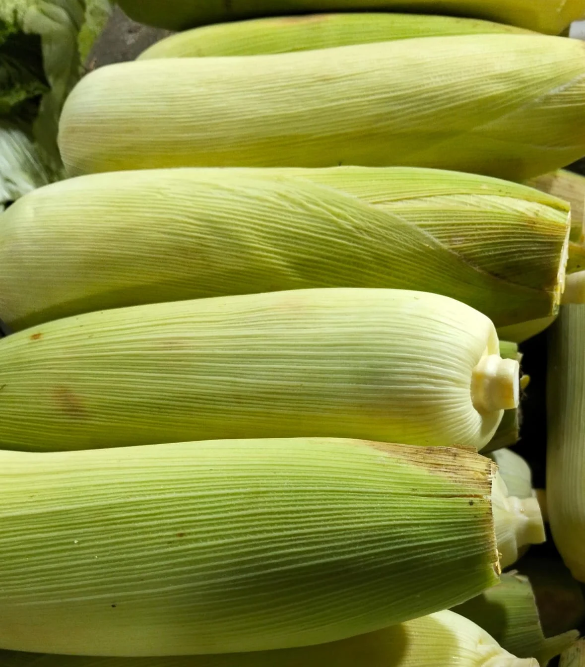 Jagung Manis