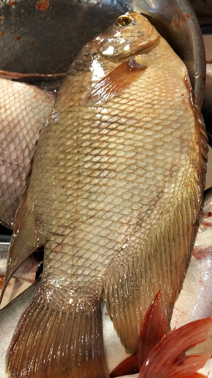 Ikan Gurami