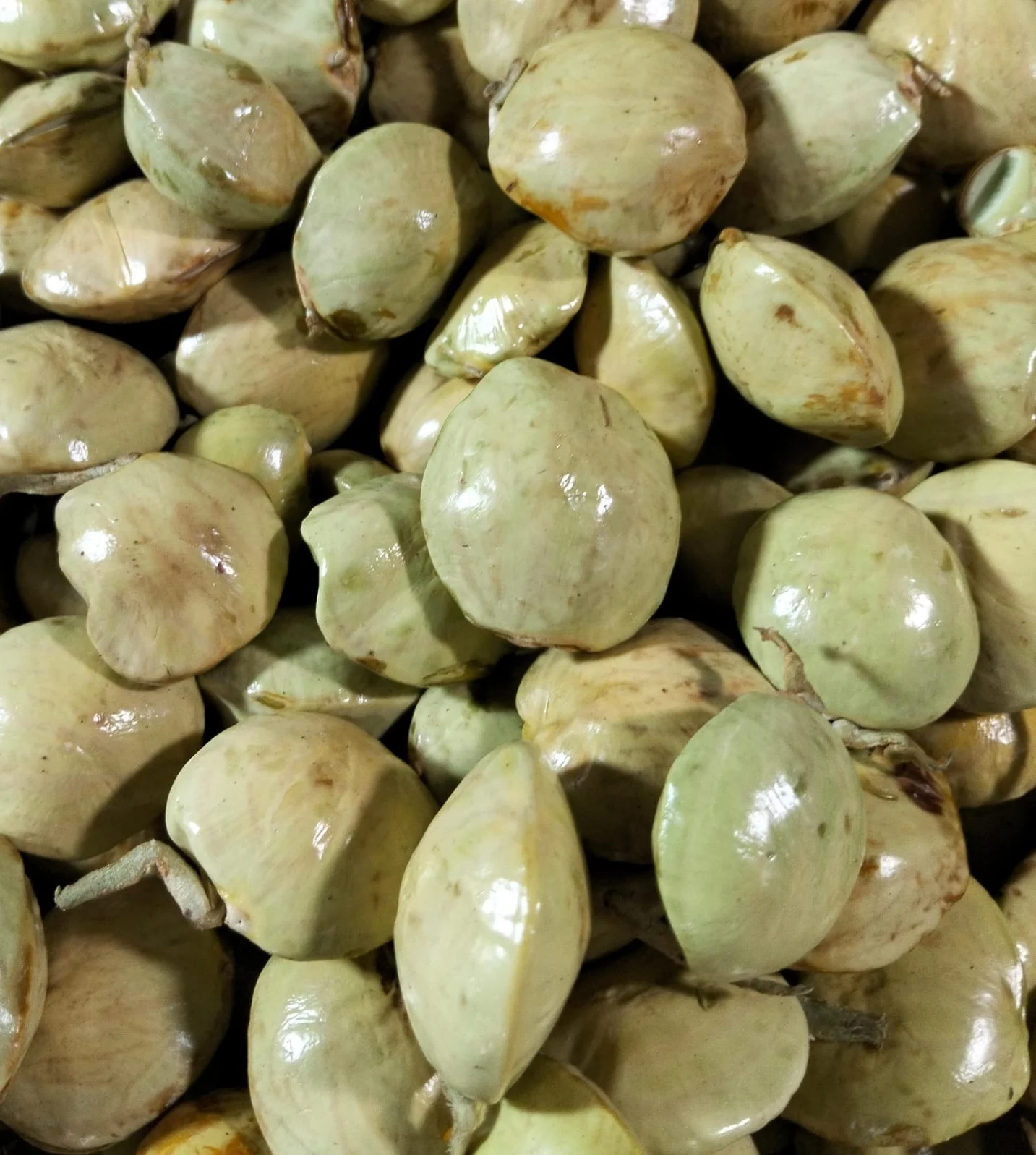 Jengkol