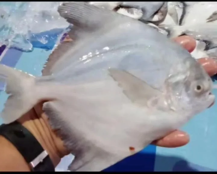 Ikan Bawal
