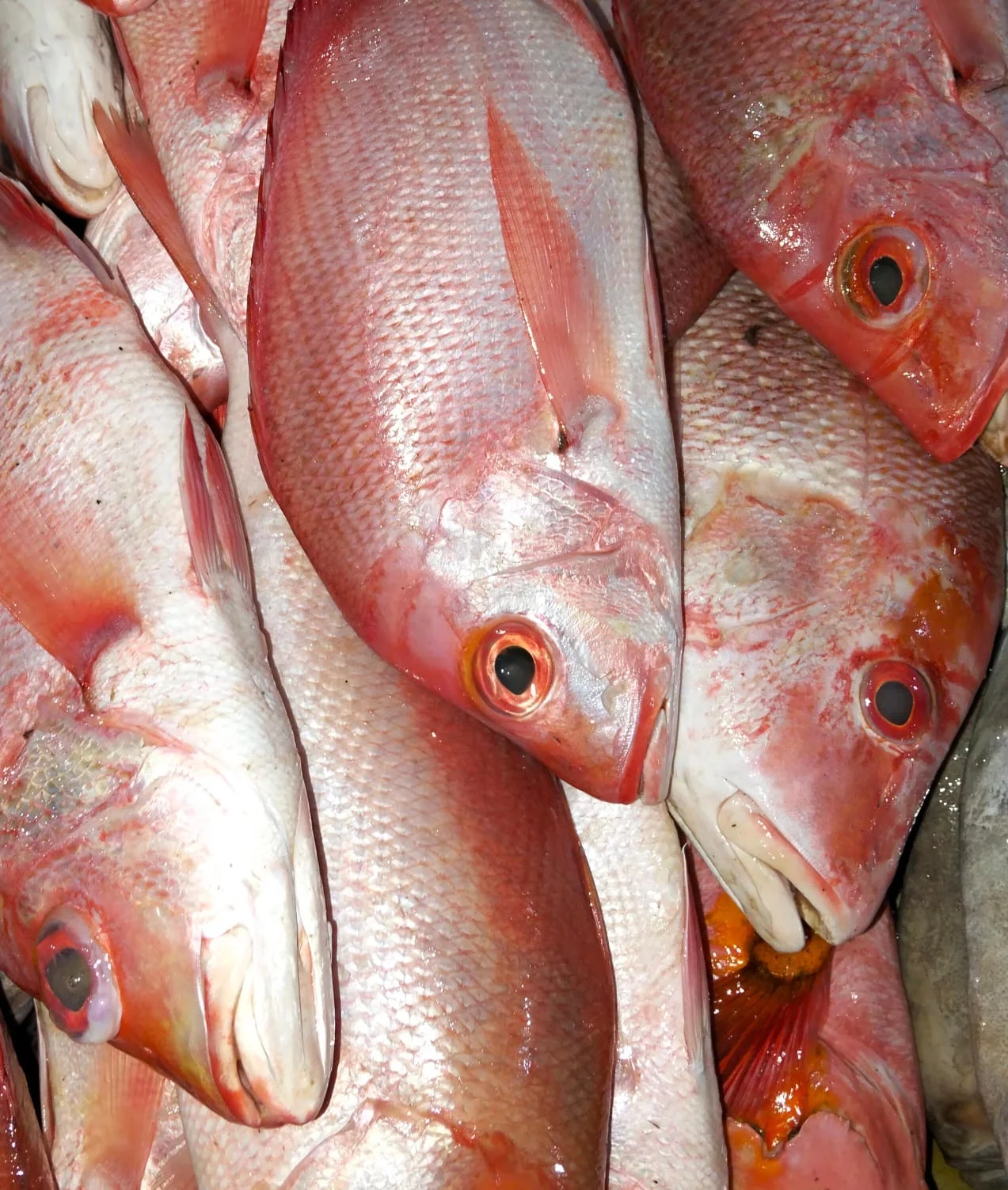 Ikan Kakap Merah