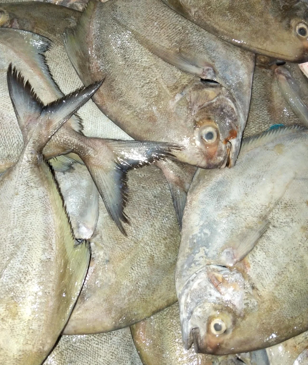 Ikan Bawal Hitam