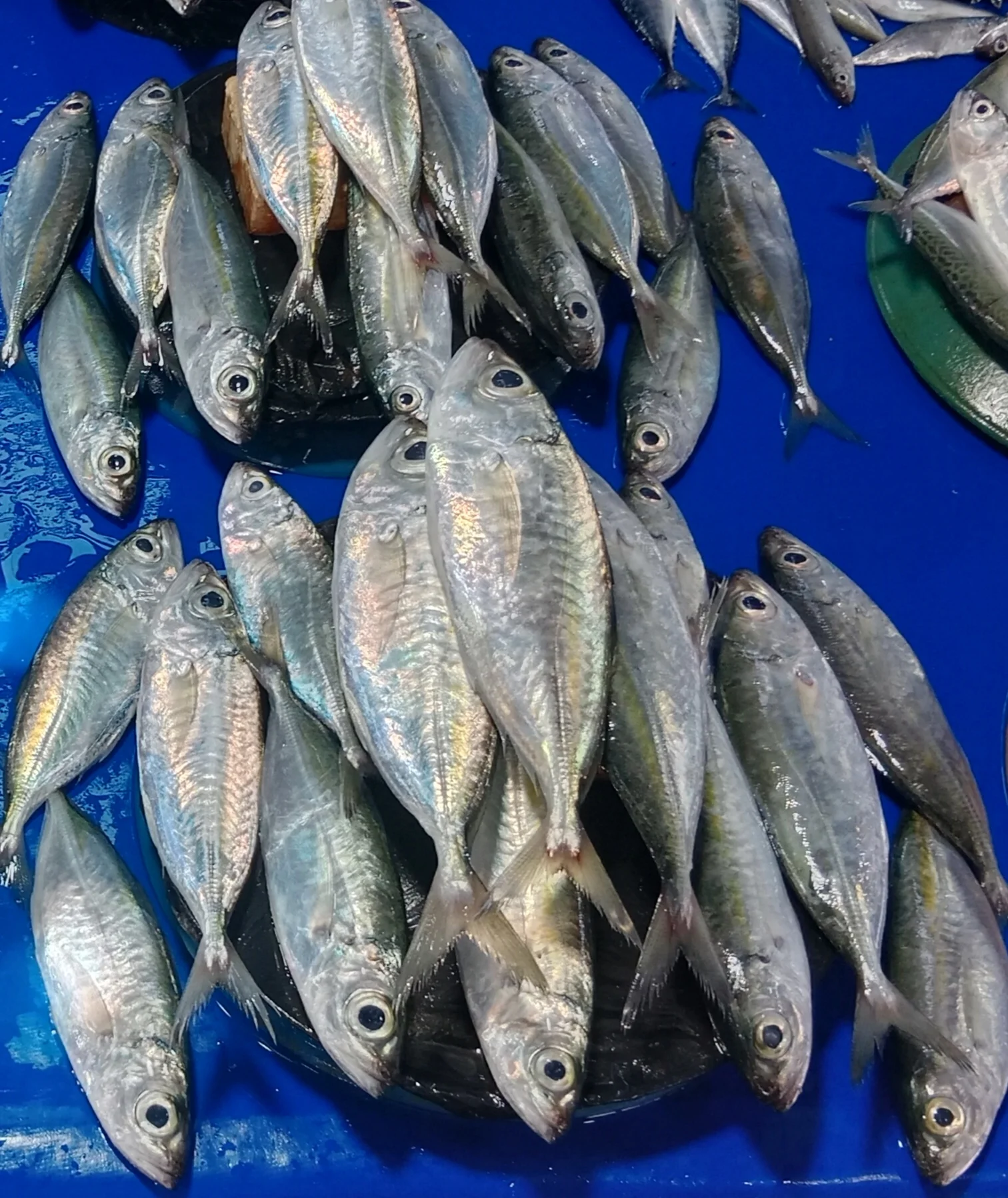 Ikan Kawalina