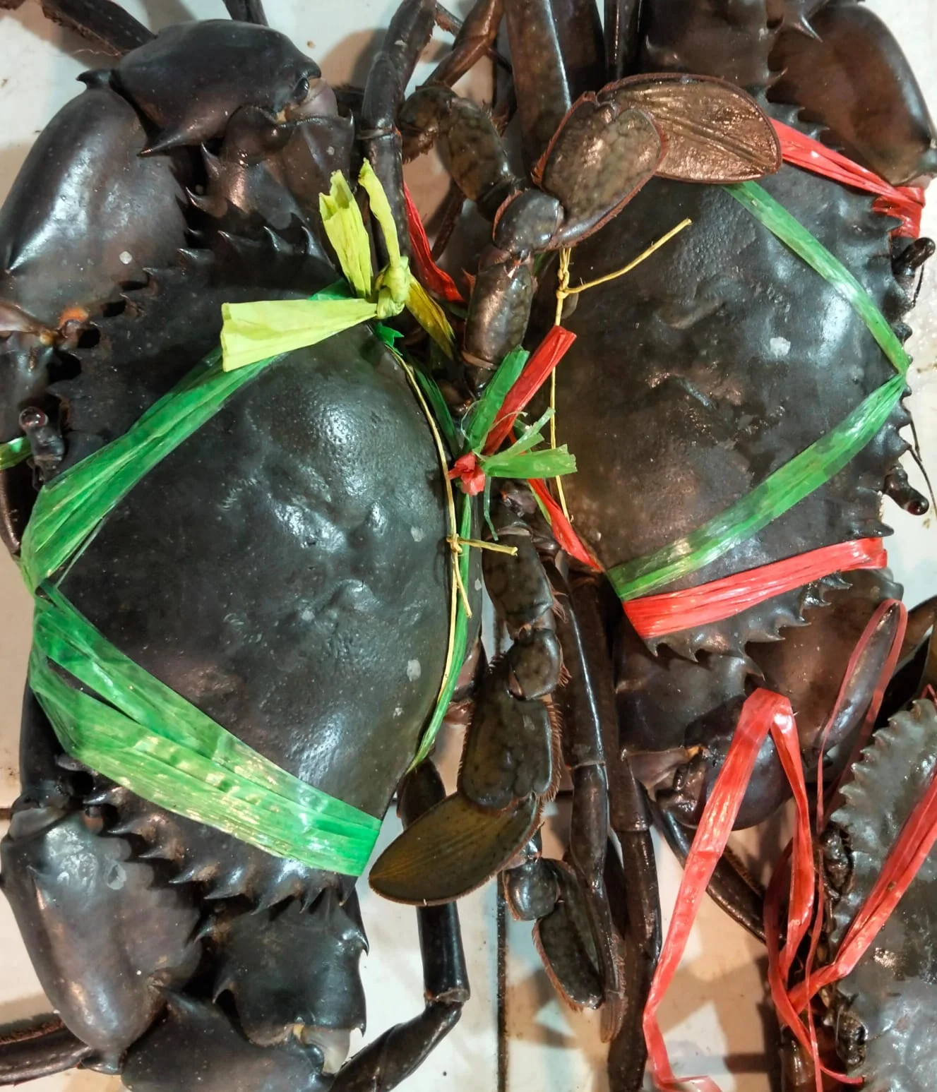 Kepiting