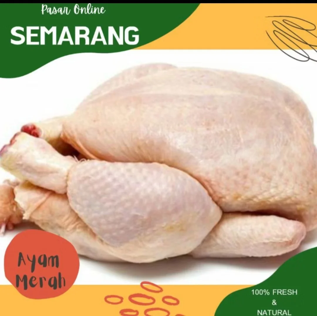 Ayam Merah 1 Ekor
