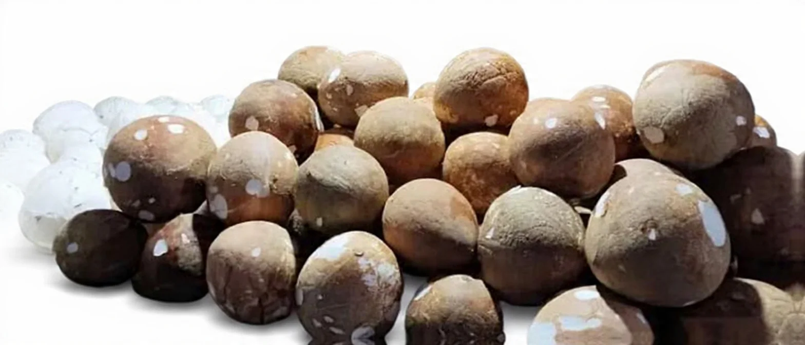 Kelapa Daging Premium