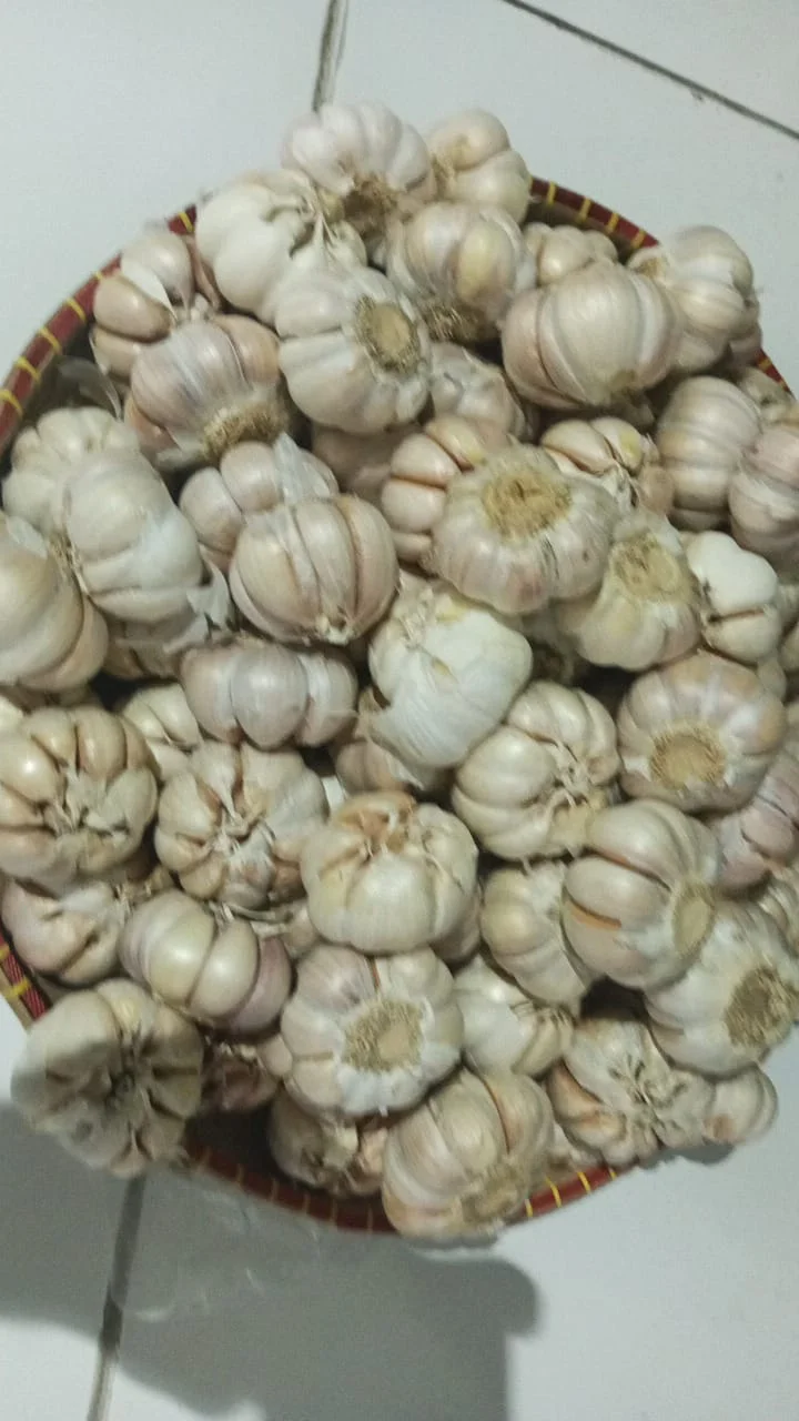 bawang putih