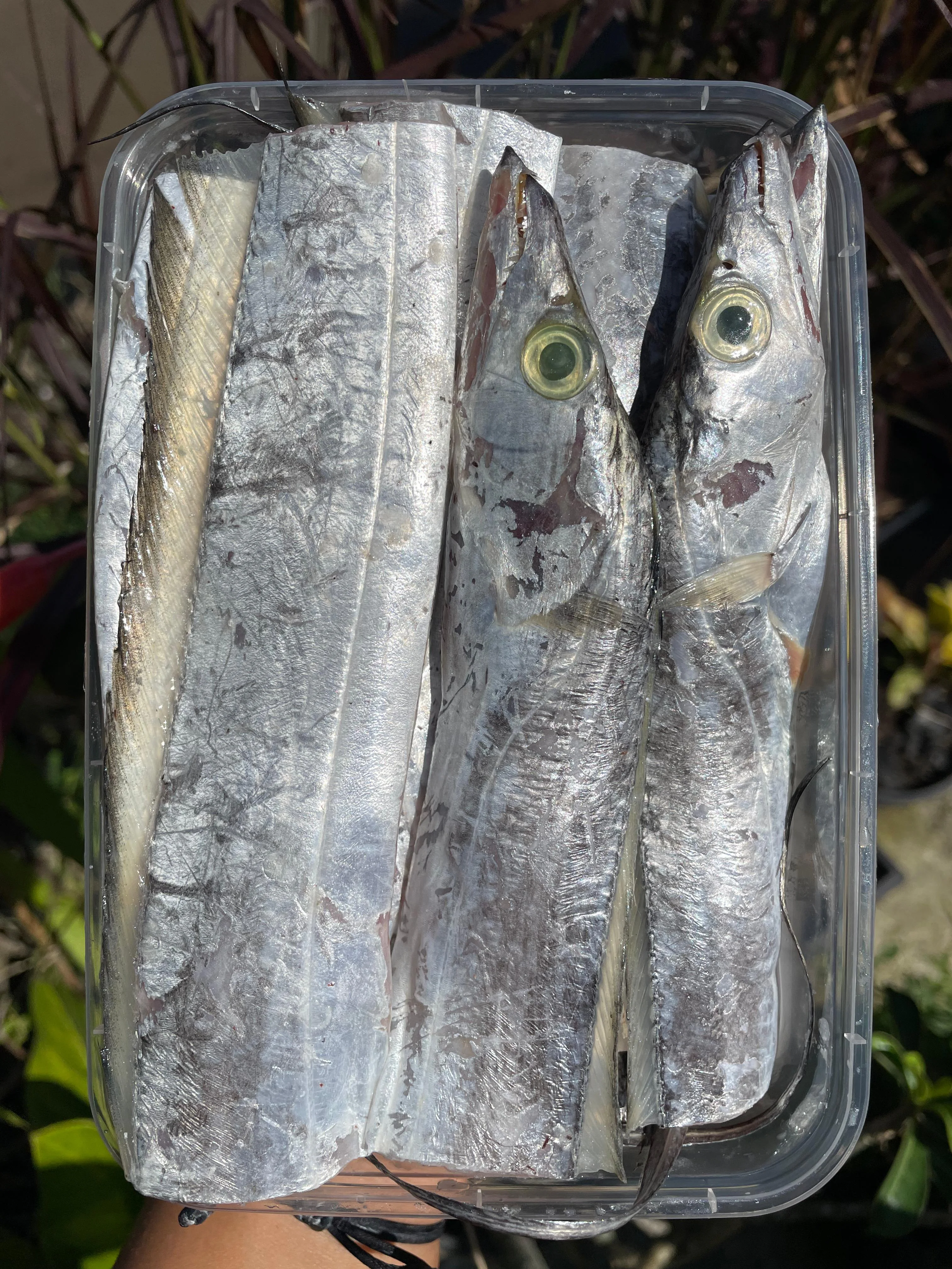 Ikan Layur Potong