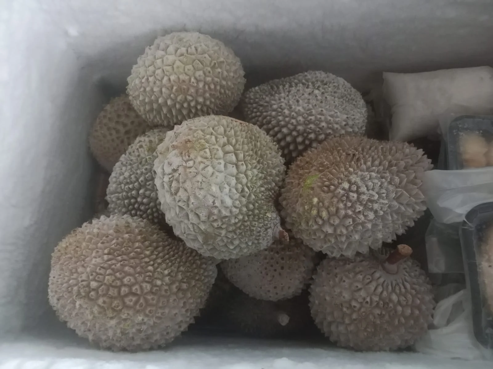Durian musangking Malaysia netro