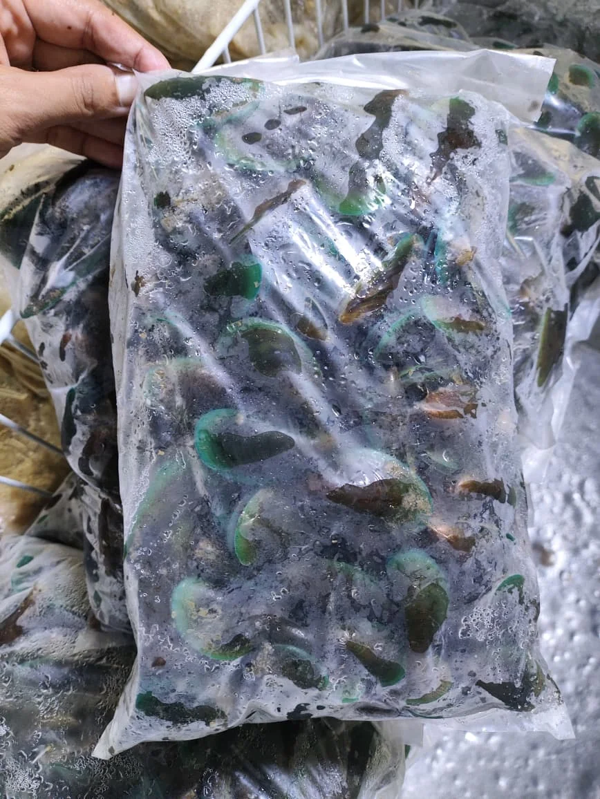 Kerang Ijo