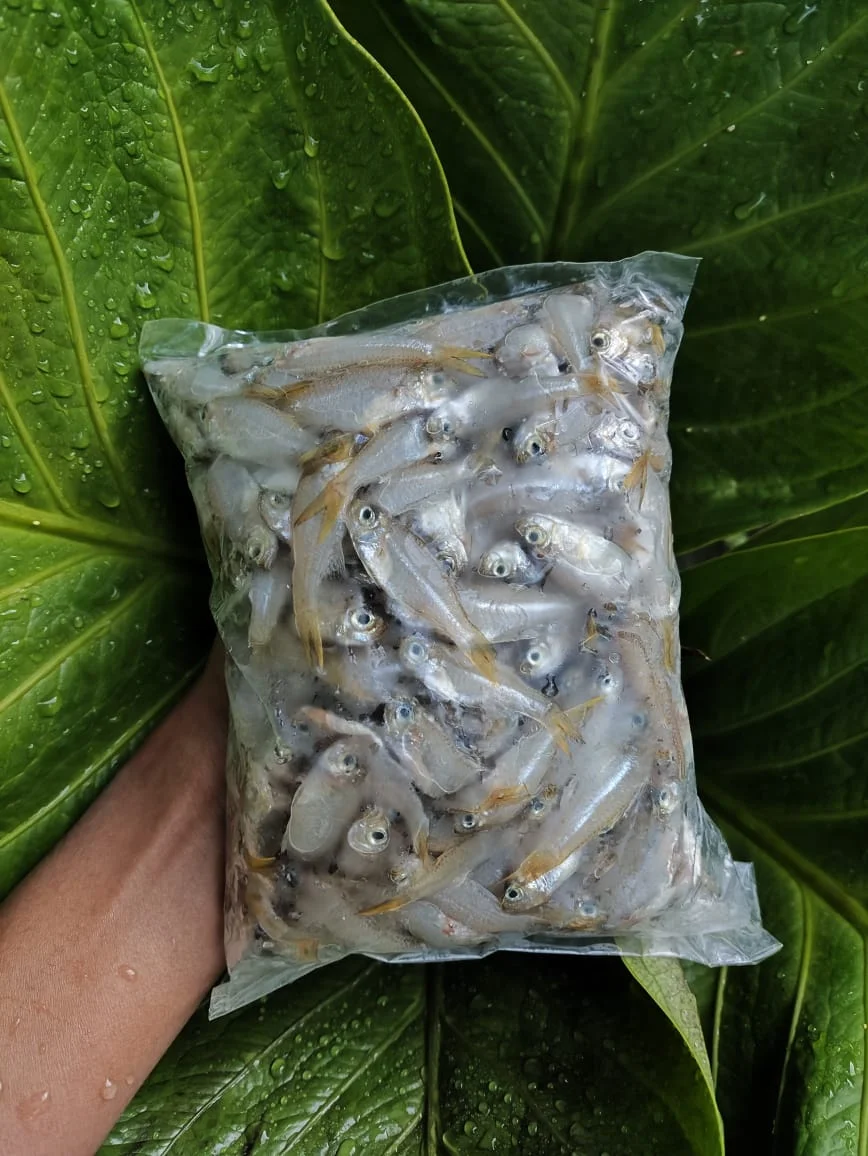 Ikan Wader Ori