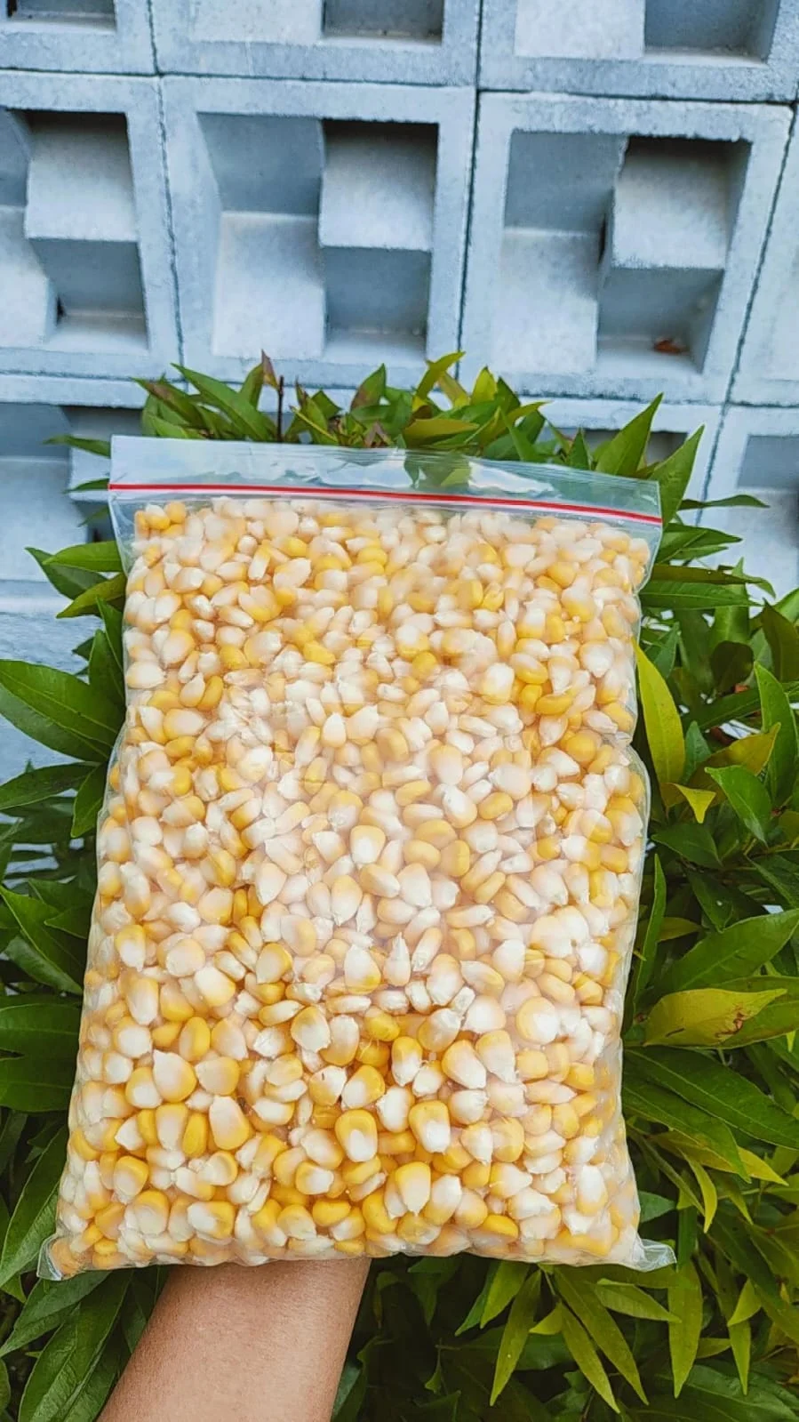 Jagung Manis Pipil