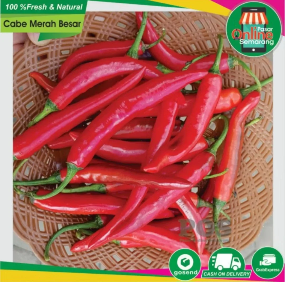 Cabe Merah Teropong