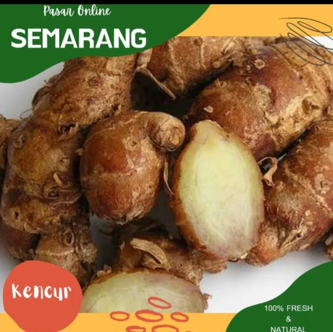 Kencur