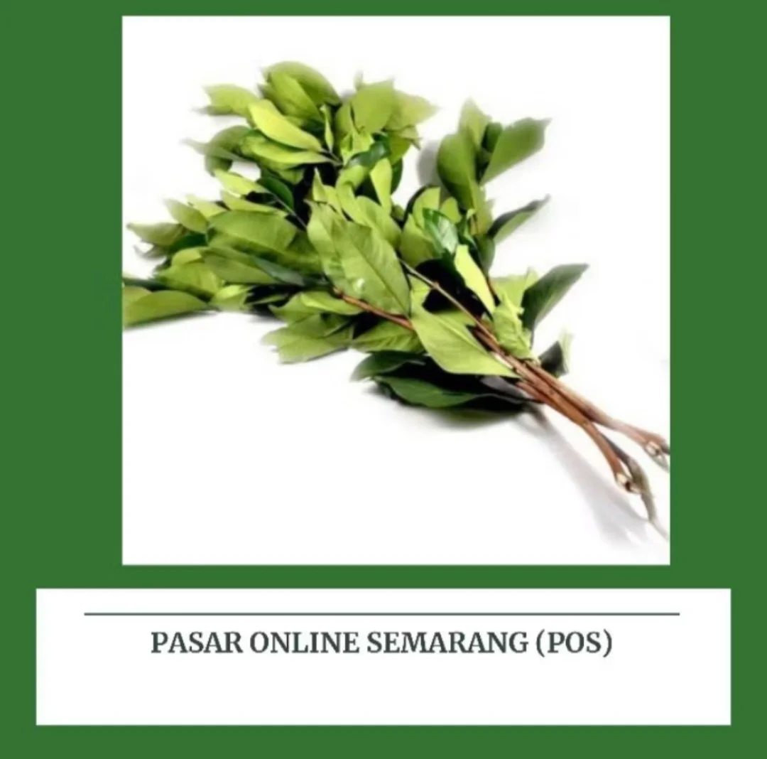 Daun Salam
