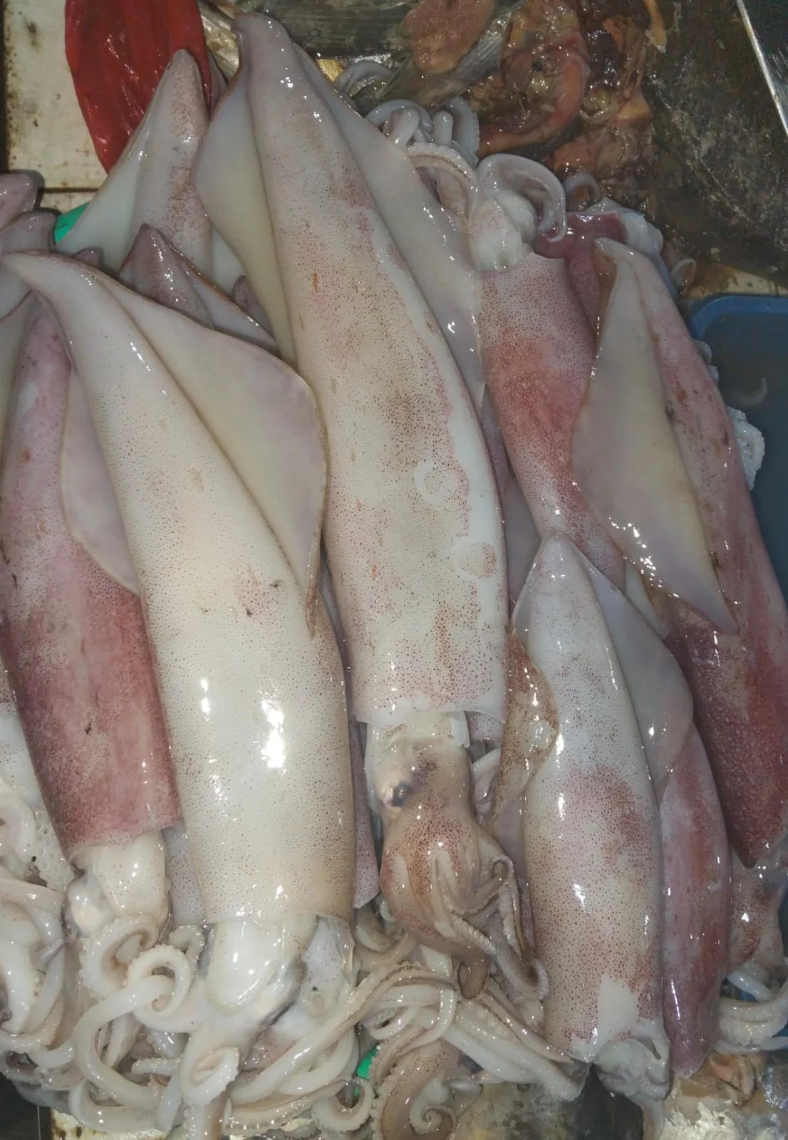 Cumi Jumbo Bangka