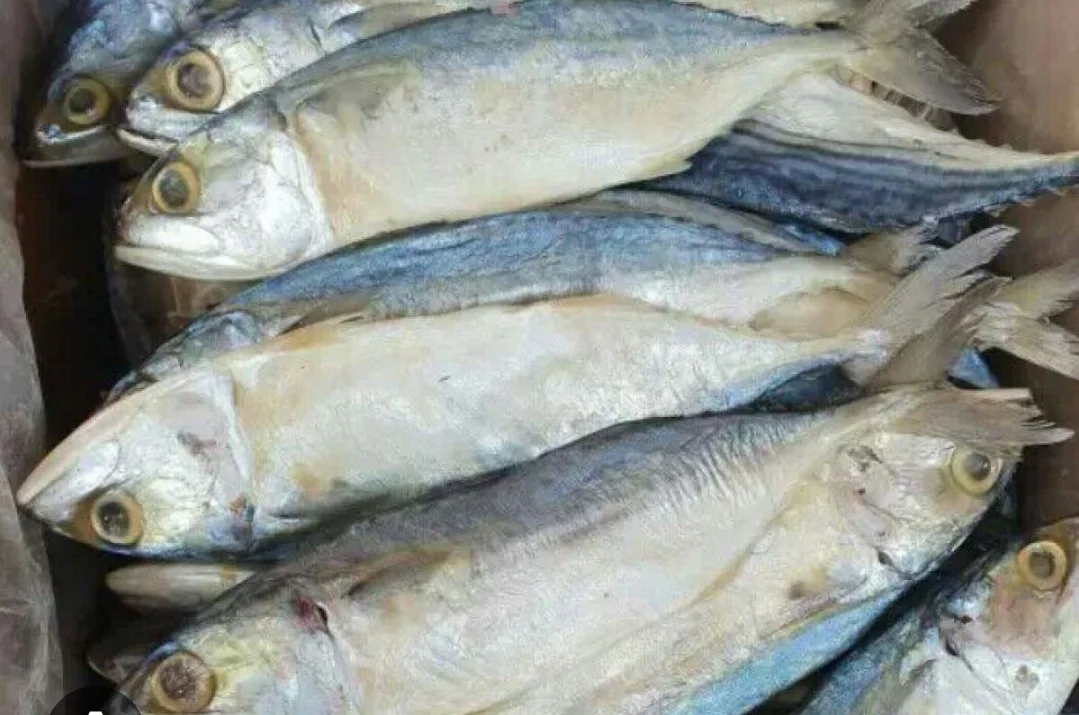 Ikan asin peda putih