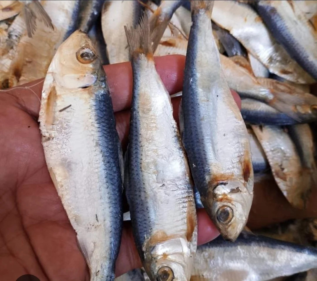 Ikan asin tembang