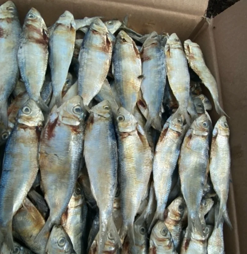 Ikan asin tembang