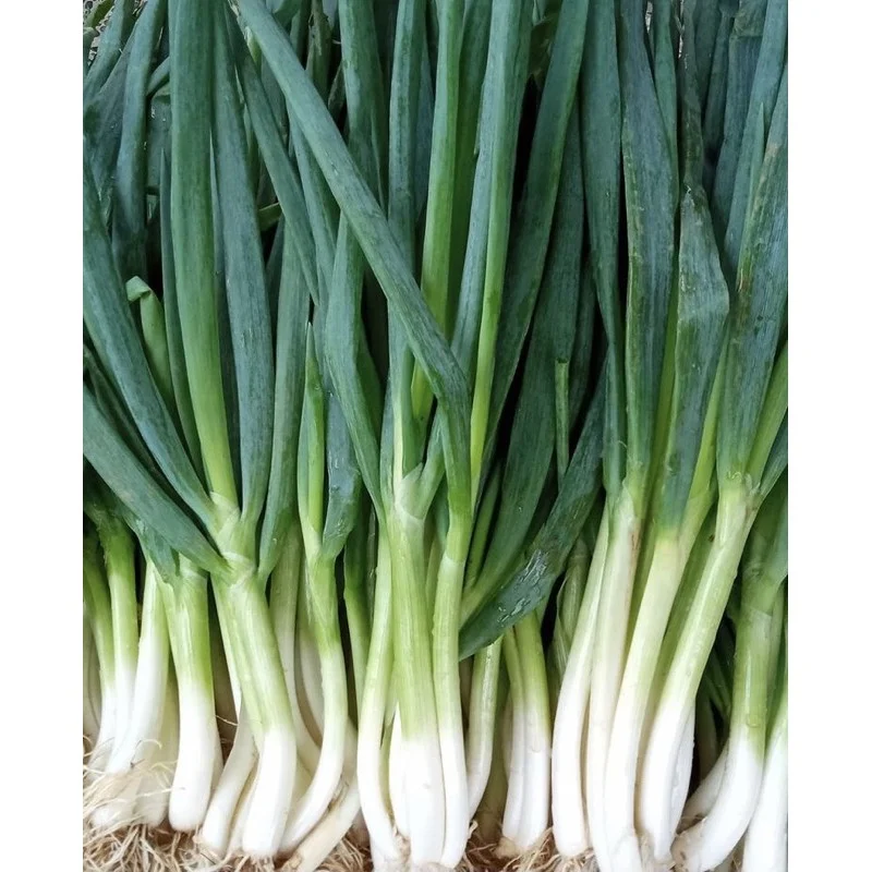 daun bawang