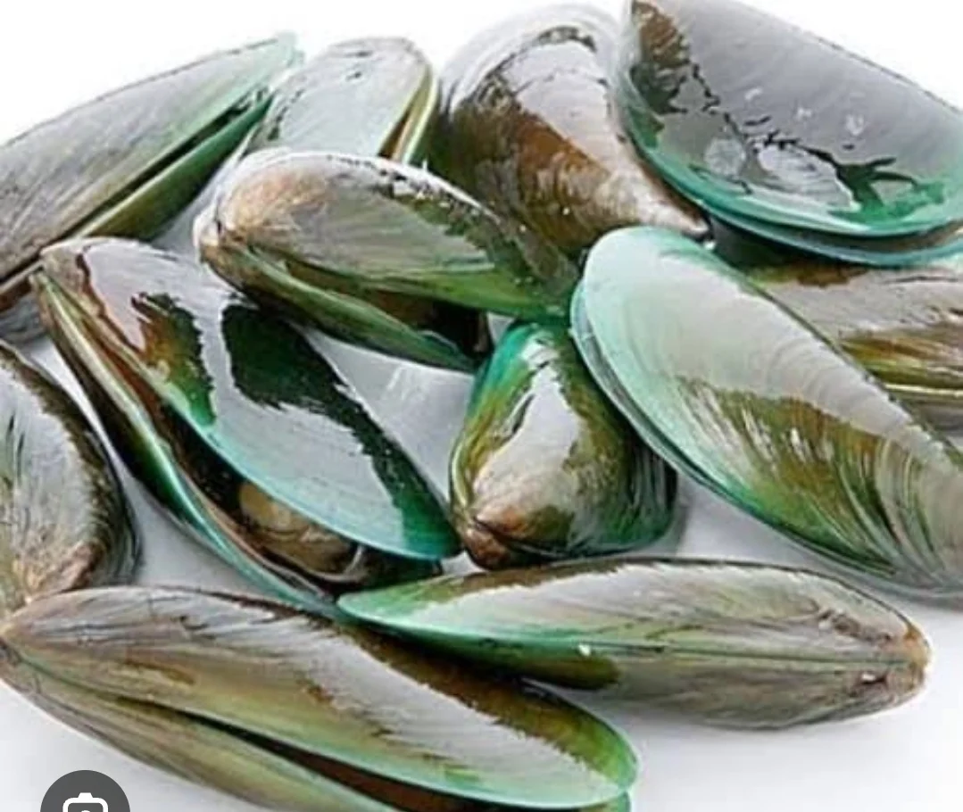 kerang hijau