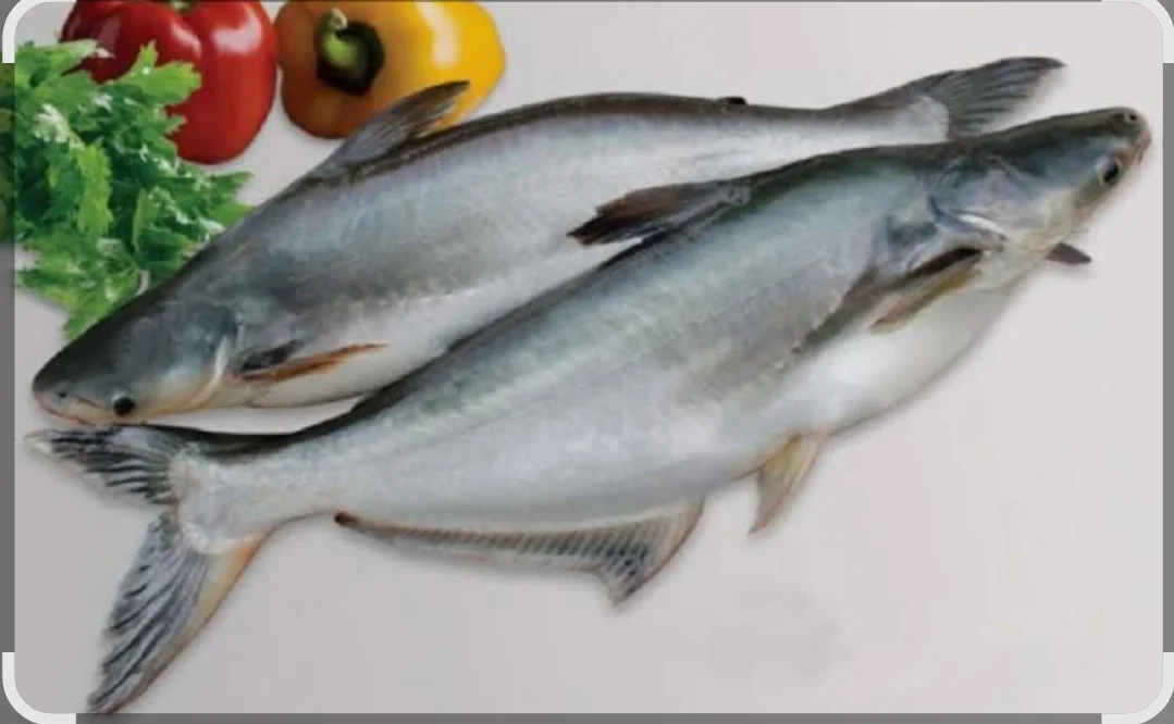 Ikan patin