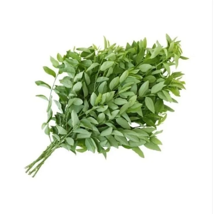 Daun katuk