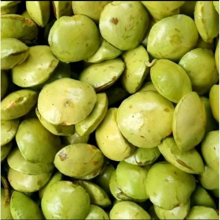 Jengkol muda