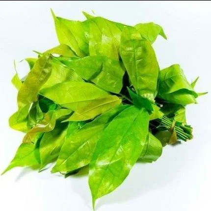 Daun melinjo