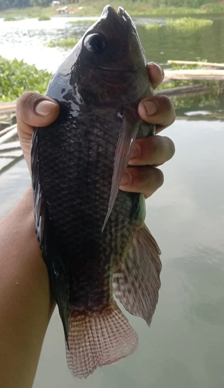 Ikan nila aegar