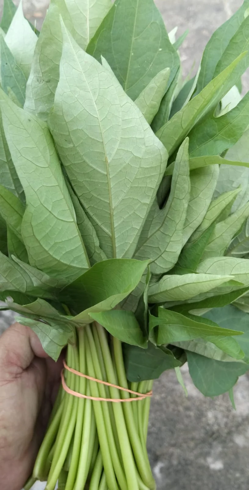 Daun Ubi Selo