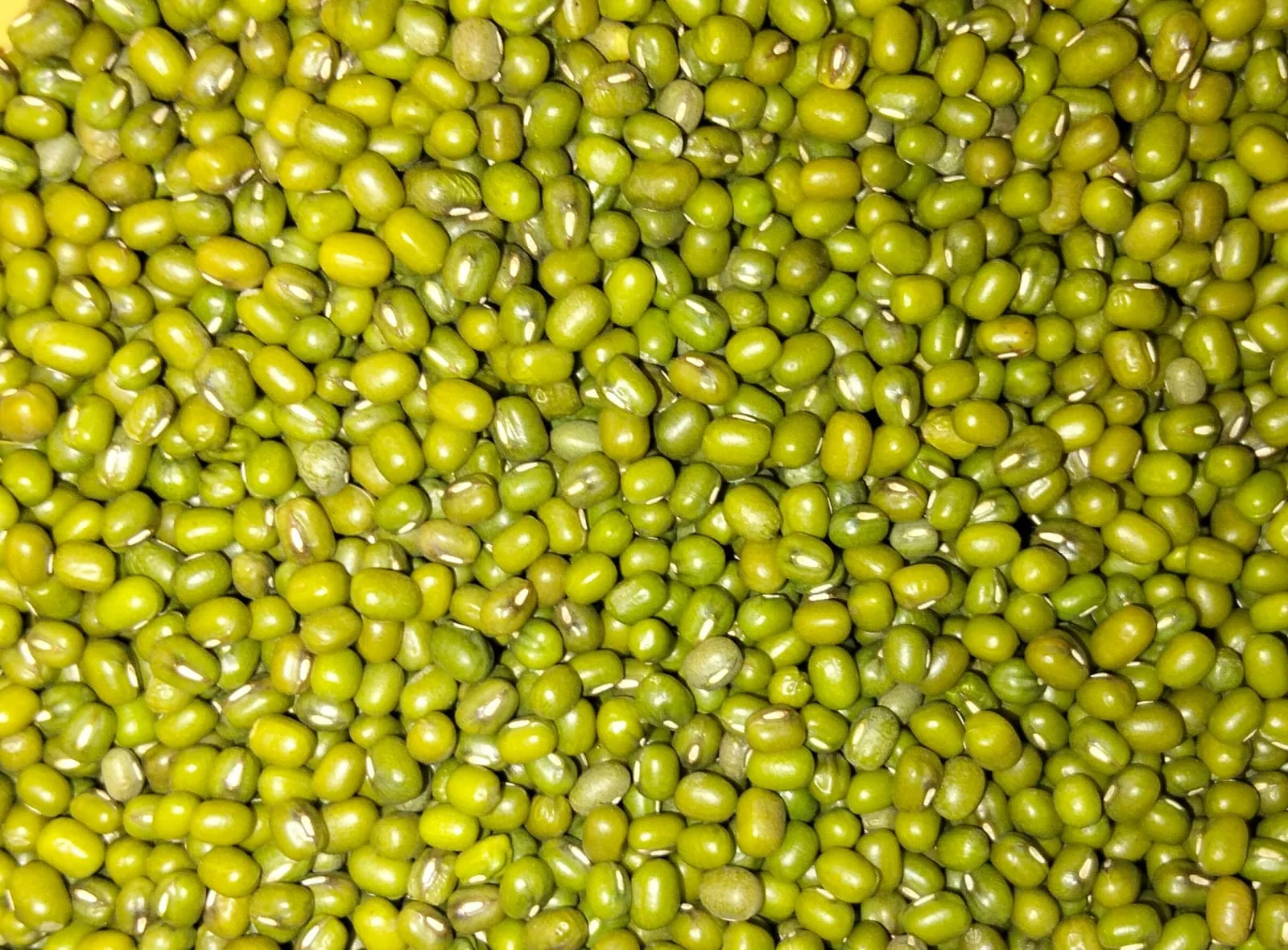 Kacang Hijau