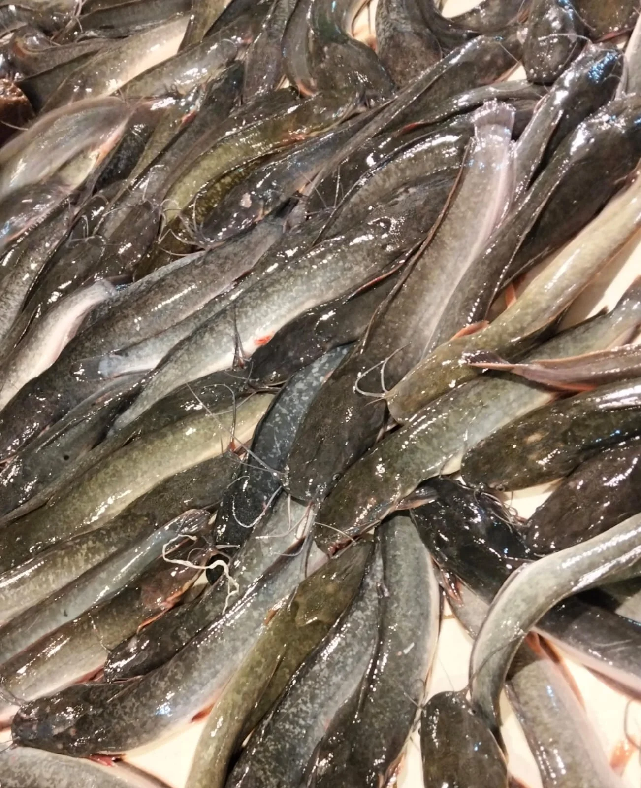 Ikan Lele