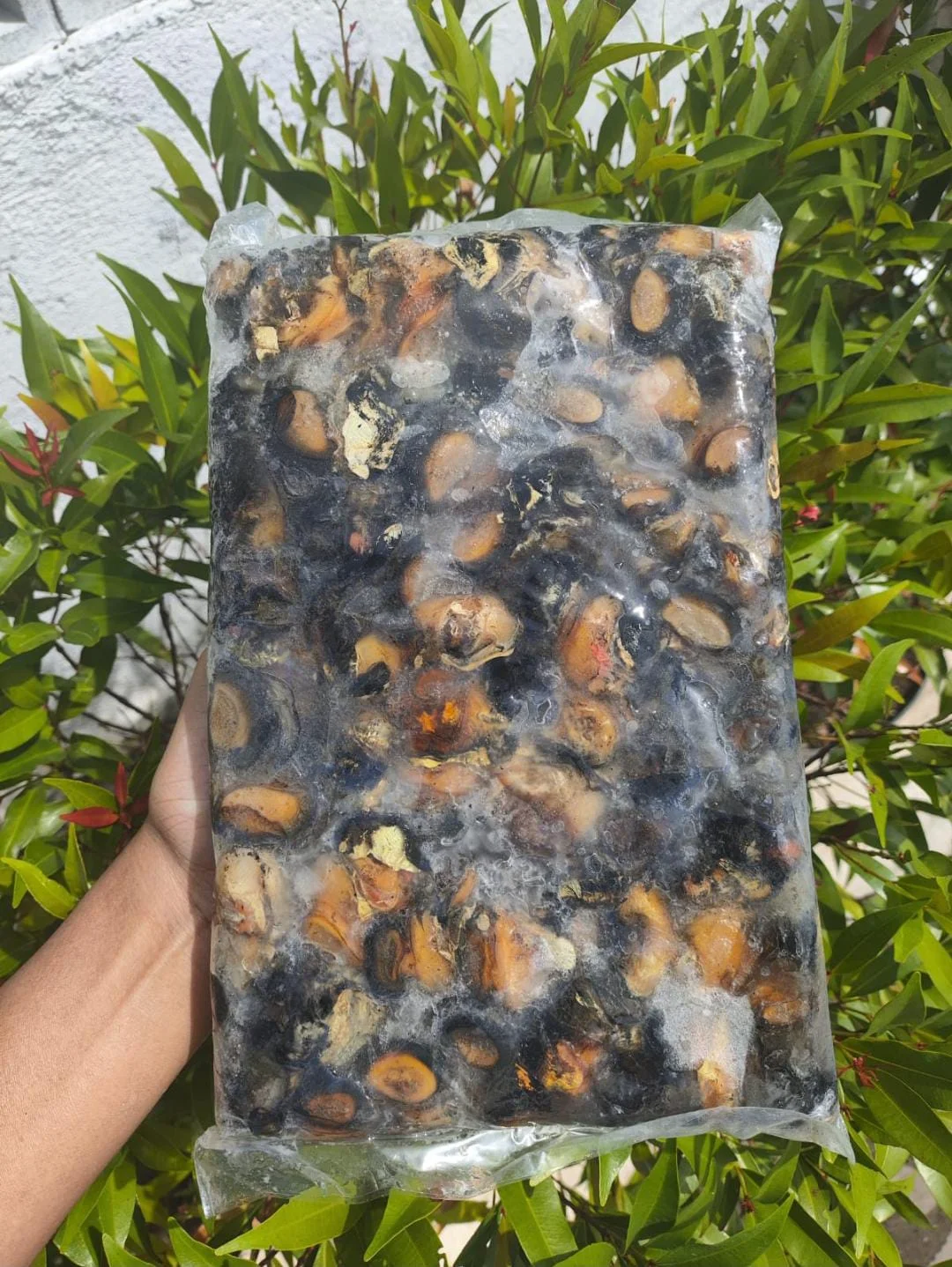 Keong Sawah Fresh