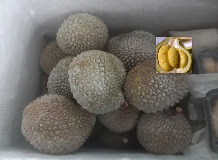 Durian musangking malaysia