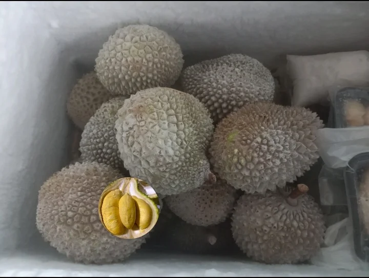 Durian Musangking Malaysia