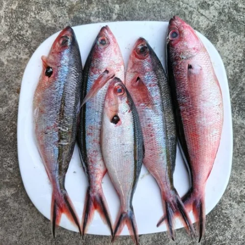 Ikan lolosi