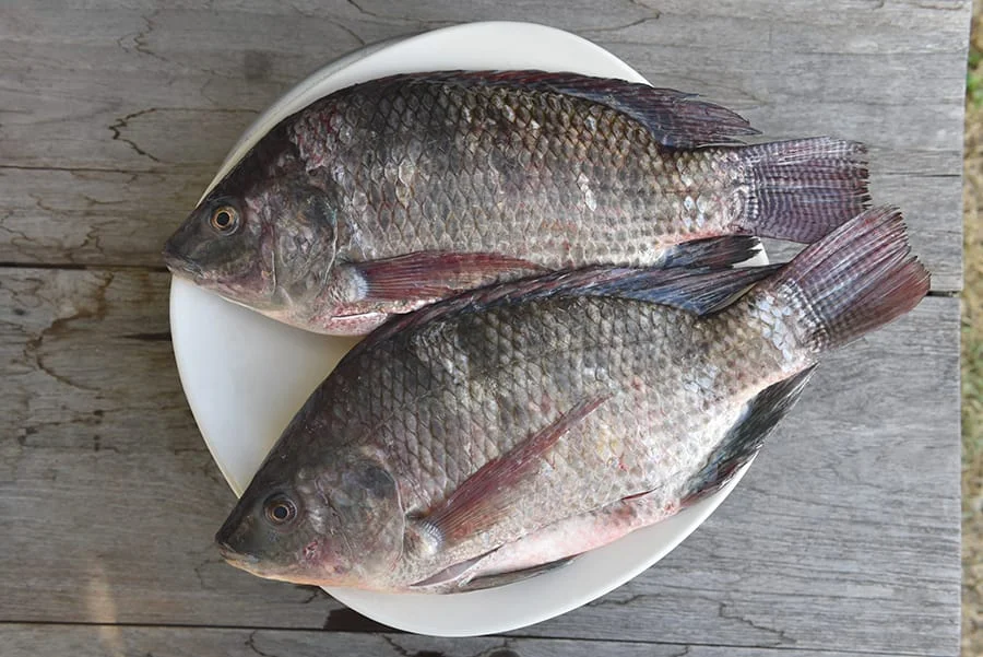 Ikan mujaer