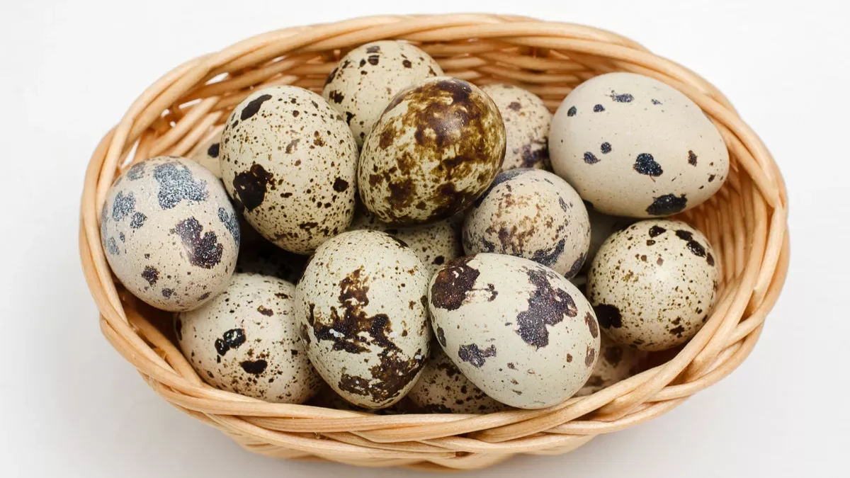 Telur puyuh
