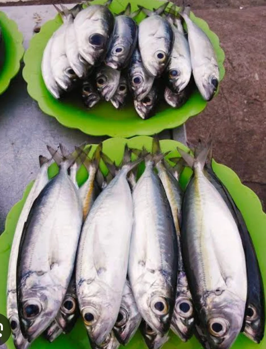 Ikan tude