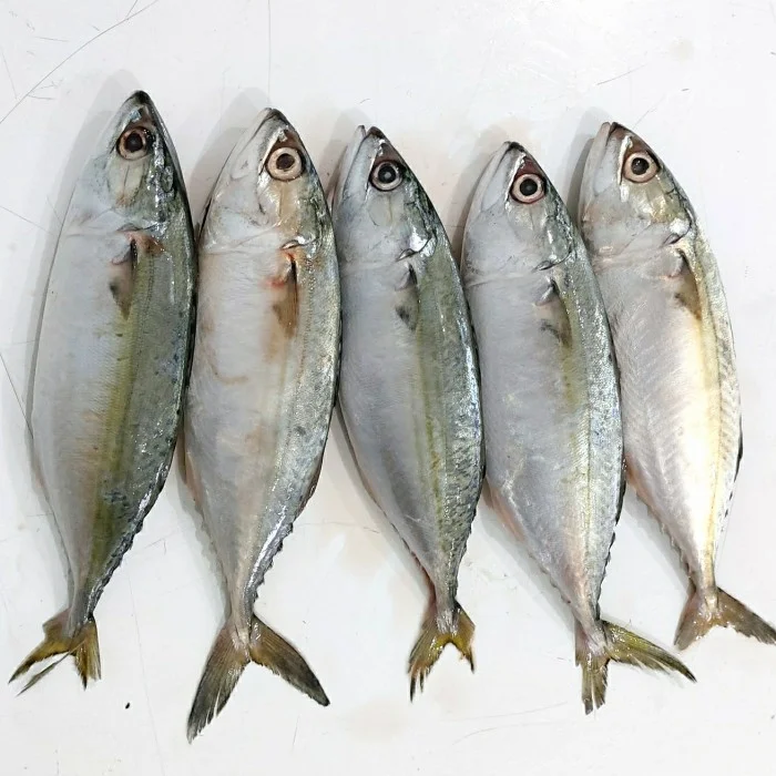 Ikan kembung