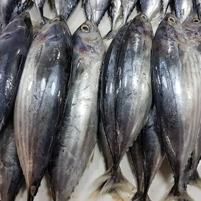 Ikan cakalang
